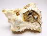 Chicoreus aquitanicus - Miocene - Letkés, Hungary