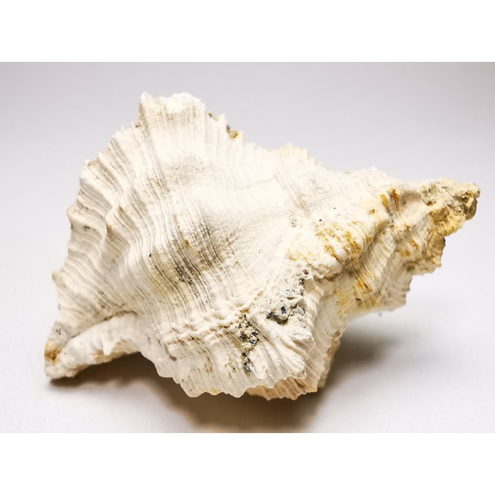 Chicoreus aquitanicus - Miocène - Letkés, Hongrie