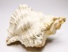 Chicoreus aquitanicus - Miocène - Letkés, Hongrie