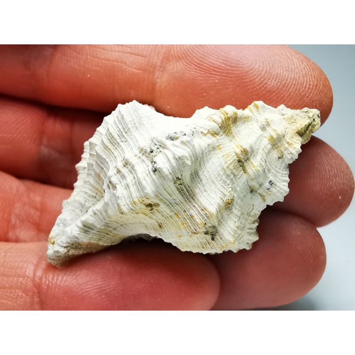 Chicoreus aquitanicus - Miocene - Letkés, Hungary