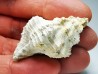 Chicoreus aquitanicus - Miocène - Letkés, Hongrie