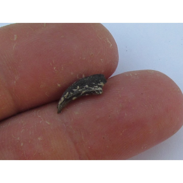 dinosaur claw theropode ind.