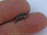 griffe de dinosaure theropode ind.