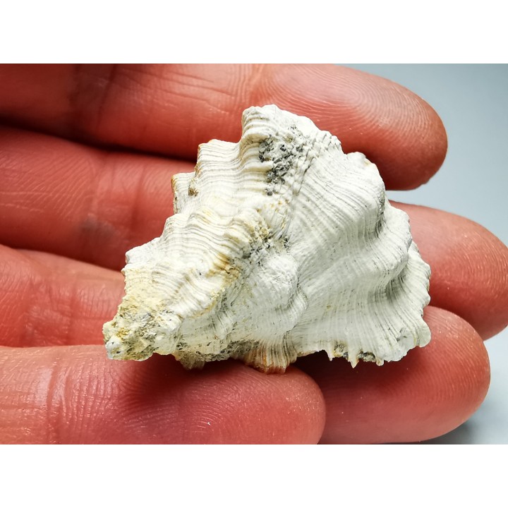 Chicoreus aquitanicus - Miocène - Letkés, Hongrie