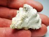 Chicoreus aquitanicus - Miocene - Letkés, Hungary
