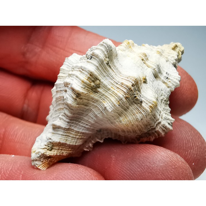 Chicoreus aquitanicus - Miocène - Letkés, Hongrie
