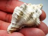Chicoreus aquitanicus - Miocene - Letkés, Hungary