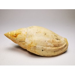 Lyria taurinia - Miocene - Letkés, Hungary