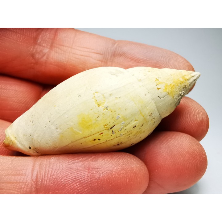 Lyria taurinia - Miocene - Letkés, Hungary