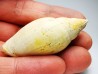 Lyria taurinia - Miocene - Letkés, Hungary
