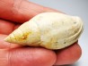 Lyria taurinia - Miocene - Letkés, Hungary