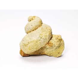 Trochonema sp. - middle Ordovician - Rochester, Minnesota, USA