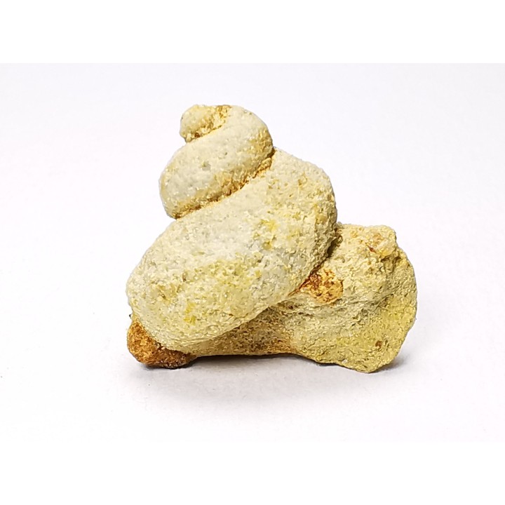 Trochonema sp. - Ordovicien moyen - Rochester, Minnesota, USA