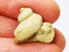 Trochonema sp. - Ordovicien moyen - Rochester, Minnesota, USA