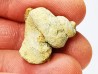 Trochonema sp. - middle Ordovician - Rochester, Minnesota, USA