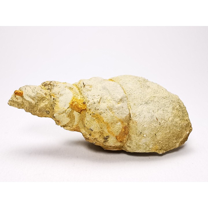 Subulites sp. - middle Ordovician - Rochester, Minnesota, USA