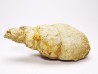 Subulites sp. - Ordovicien moyen - Rochester, Minnesota, USA