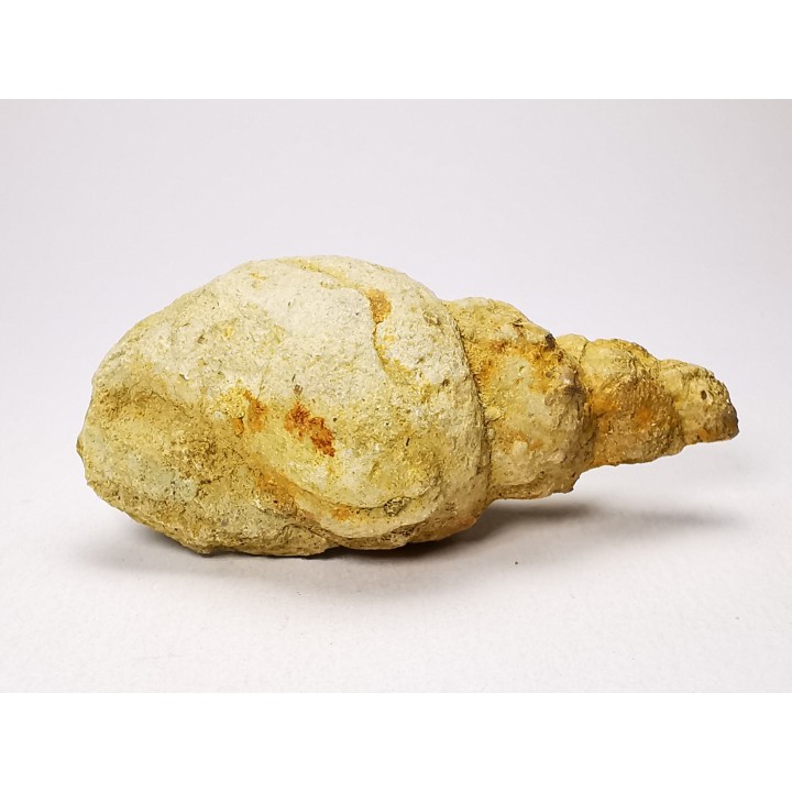 Subulites sp. - middle Ordovician - Rochester, Minnesota, USA