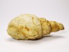 Subulites sp. - middle Ordovician - Rochester, Minnesota, USA