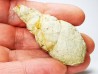 Subulites sp. - middle Ordovician - Rochester, Minnesota, USA