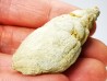 Subulites sp. - Ordovicien moyen - Rochester, Minnesota, USA