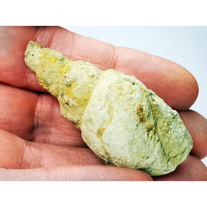 Subulites sp. - middle Ordovician - Rochester, Minnesota, USA