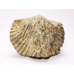 Platystrophia ponderosa - Late Ordovician - Kentucky, USA