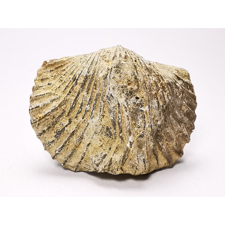 Platystrophia ponderosa - Ordovicien Sup. - Kentucky, USA