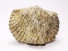 Platystrophia ponderosa - Ordovicien Sup. - Kentucky, USA