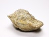 Platystrophia ponderosa - Ordovicien Sup. - Kentucky, USA