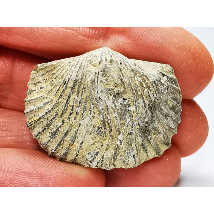 Platystrophia ponderosa - Ordovicien Sup. - Kentucky, USA