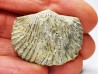 Platystrophia ponderosa - Ordovicien Sup. - Kentucky, USA