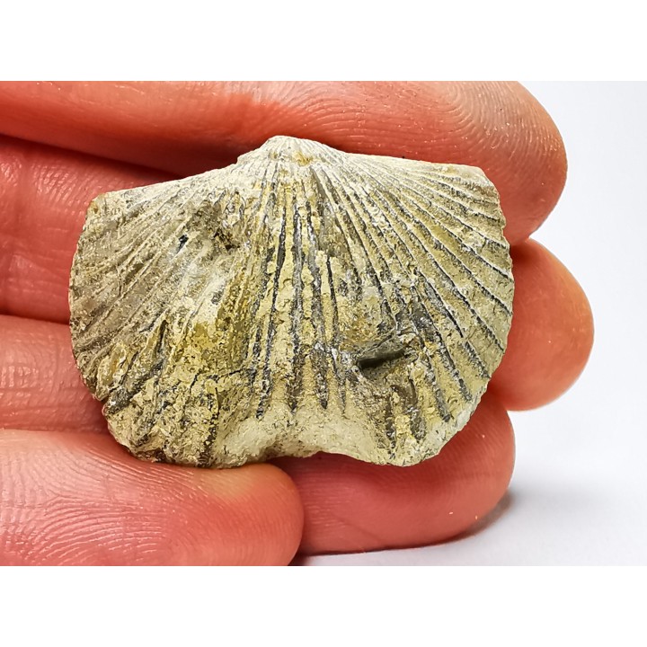 Platystrophia ponderosa - Ordovicien Sup. - Kentucky, USA