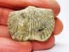 Platystrophia ponderosa - Late Ordovician - Kentucky, USA
