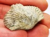 Platystrophia ponderosa - Ordovicien Sup. - Kentucky, USA