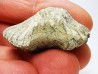 Platystrophia ponderosa - Late Ordovician - Kentucky, USA