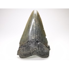 Dent de requin: Carcharodon megalodon, Miocène (USA)