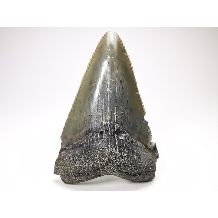 shark teeth: Carcharodon megalodon - Miocene (USA)