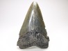Dent de requin: Carcharodon megalodon, Miocène (USA)