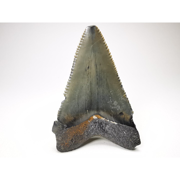 Dent de requin: Carcharodon megalodon, Miocène (USA)