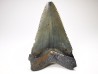 Dent de requin: Carcharodon megalodon, Miocène (USA)