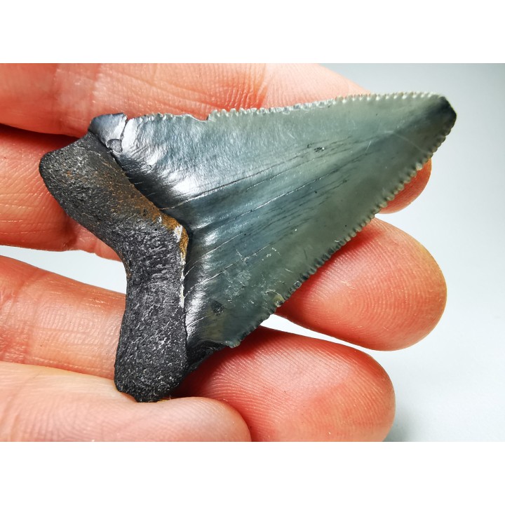Dent de requin: Carcharodon megalodon, Miocène (USA)