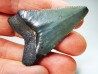 shark teeth: Carcharodon megalodon - Miocene (USA)