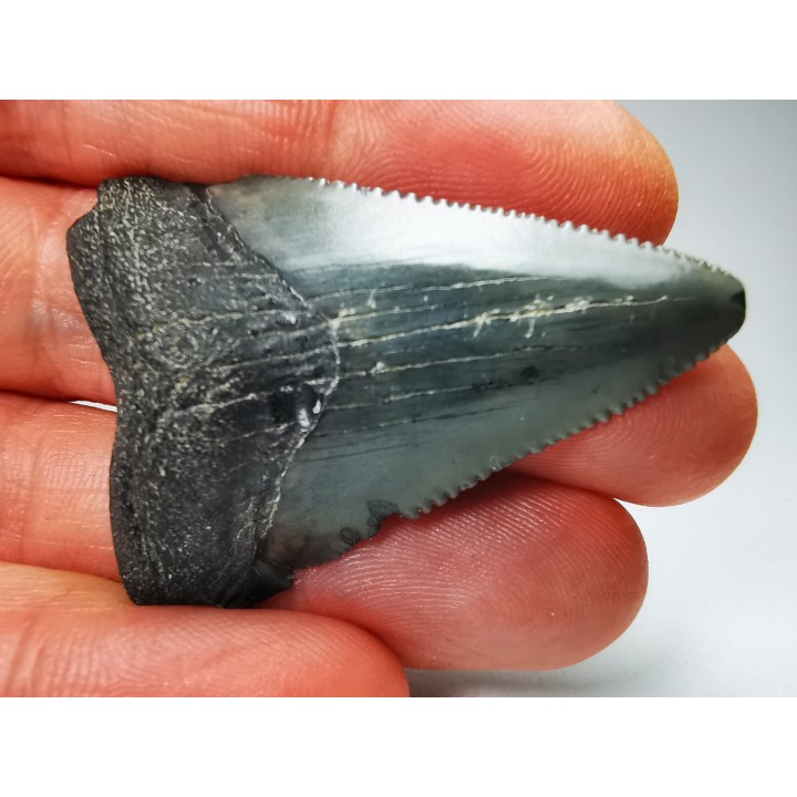 shark teeth: Carcharodon megalodon - Miocene (USA)