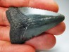 Dent de requin: Carcharodon megalodon, Miocène (USA)