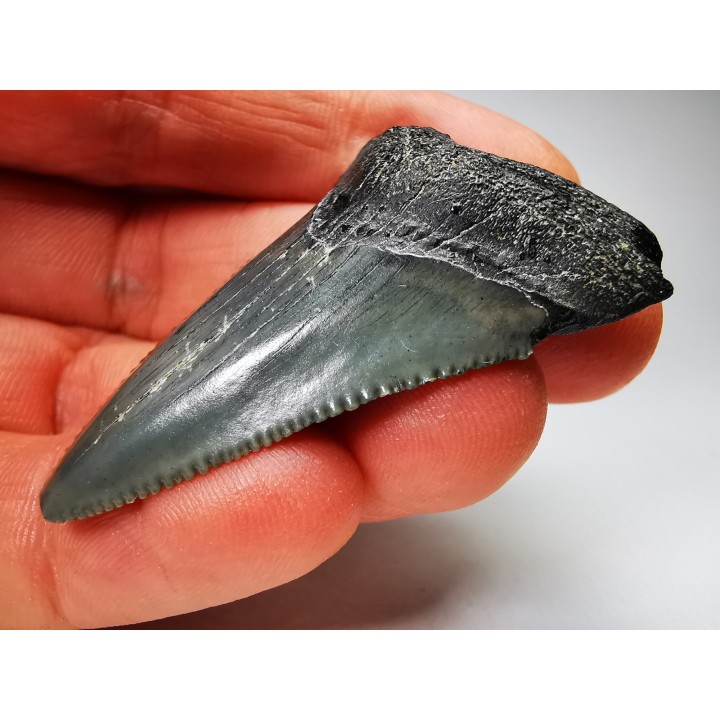 shark teeth: Carcharodon megalodon - Miocene (USA)