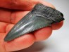 shark teeth: Carcharodon megalodon - Miocene (USA)