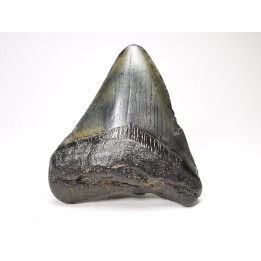shark teeth: Carcharodon megalodon - Miocene (USA)