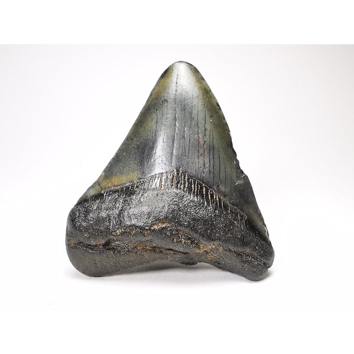 Dent de requin: Carcharodon megalodon, Miocène (USA)