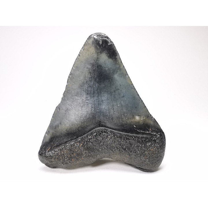 Dent de requin: Carcharodon megalodon, Miocène (USA)